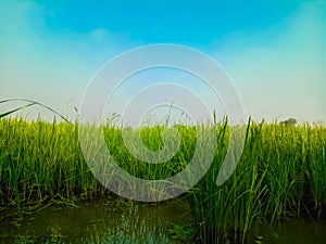 Rice grains in a green field. And the sky background is blue