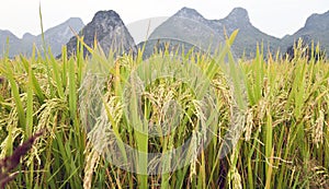 Rice grains in Guilin photo