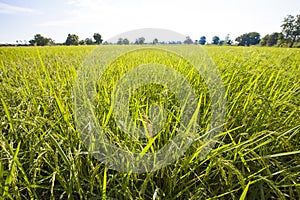 The rice grains harvested .