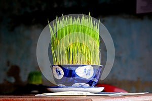 Rice Grass