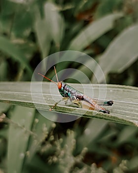 Rice grasshopper or Caelifera suborder photo