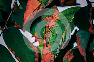 Rice Grasshopper is a group of insects that enter the suborder Caelifera. They are believed to be a group of ancient living things