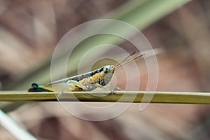 Rice Grasshopper is a group of insects that enter the suborder Caelifera. They are believed to be a group of ancient living things