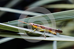 Rice Grasshopper is a group of insects that enter the suborder Caelifera. They are believed to be a group of ancient living things