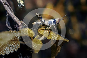 Rice grasshopper on a leaf