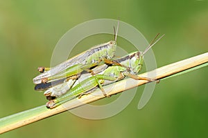 Rice grasshopper