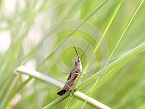 Rice grasshoppers are a pest for farmers