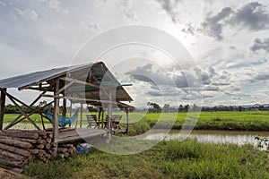 Rice green ear of in paddy rice field