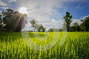 Rice green field on sun and blue sky background