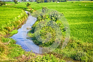 Rice growing in Asia.