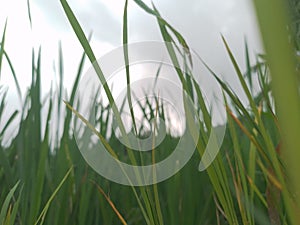 Rice growing bacground