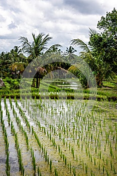 Rice Growing in Bali Fields