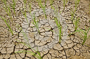 Rice growing on drought land