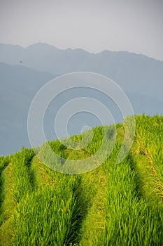 Rice growing on Longji Rice Terraces