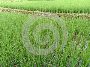 Rice growing in rice fields with green leaves