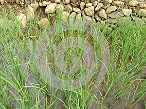 Rice growing in rice fields with green leaves