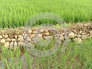 Rice growing in rice fields with green leaves