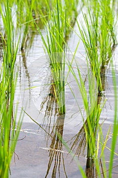 Rice is grown in the rice paddies