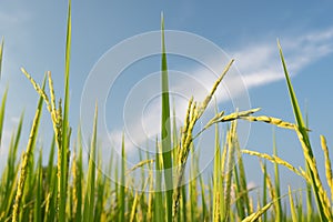 Rice is growth in the rice paddies.Blue sky and clouds