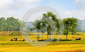 Rice harvest 02