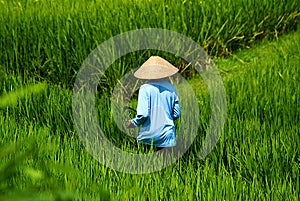 Rice Harvest