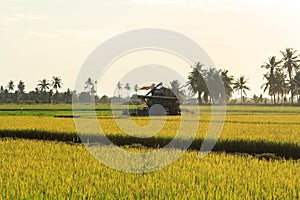 rice harvest.