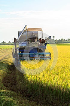 rice harvest.