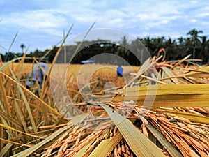 Rice harvest season agriculture Philippines rice fields farmers nature crop