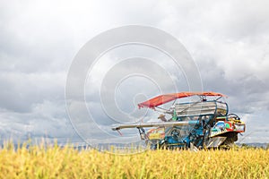 Rice harvest season. Harvest tractor working in rice field at northern