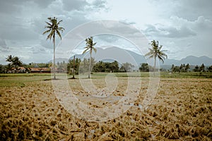 Rice harvest season has arrived