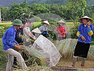 Rice Harvest Vietnam