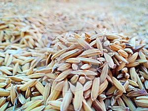 Rice harvested in Manggarai, Flores photo