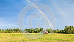 Rice harvester working on the field with rainbow sky background