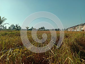 Rice harvesting in medium fields adjacent to settlements
