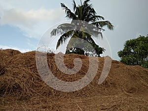 Rice harvesting paddy