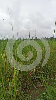 Rice that has not yet grown completely photo
