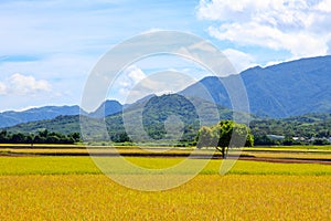 Rice Hometown in Taidongï¼ŒTaiwan