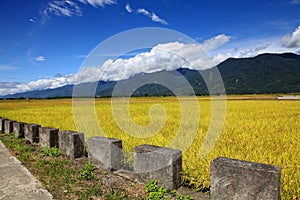 Rice Hometown in Taidongï¼ŒTaiwan