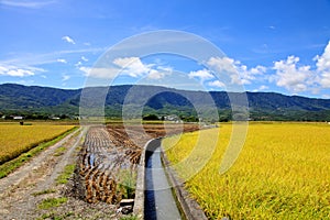 Rice Hometown in Taidongï¼ŒTaiwan