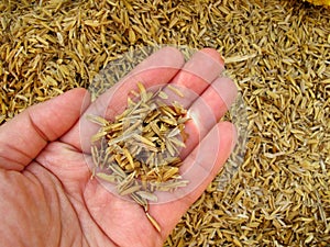 Rice husk on hand