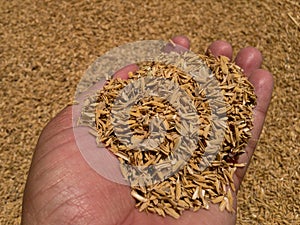 Rice husk holding in hand for display closeup