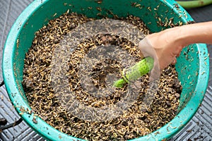 Rice husk mixed with soil and manure for planting media. Composting and gardening concept