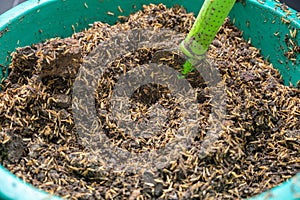 Rice husk mixed with soil and manure for planting media. Composting and gardening concept