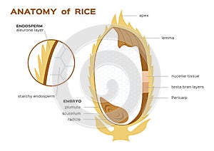 Rice infographics . illustration infographic