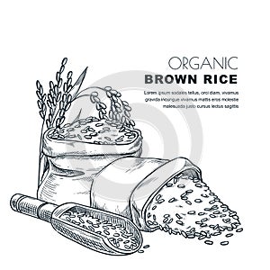 Rice label design template. Sketch vector illustration of cereal ears, wooden spoon and sack. Package background.