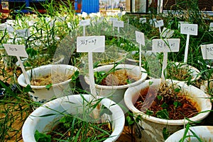 Rice with label for experiment