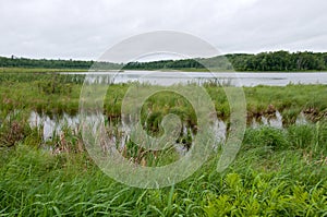 Rice Lake Marshes and Woods at Breezy Point photo