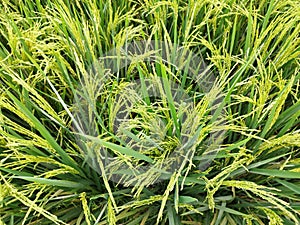 Rice & x28;Latin: Oryza sativae most important cultivated plants in this civilization, namely rice that has just grown