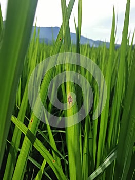 rice leaf disease from fungi