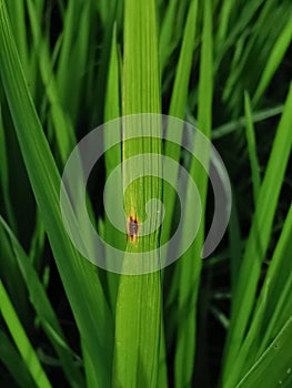 rice leaf disease, leaf blght